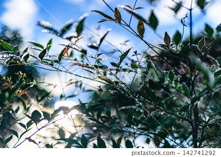 The leaves of the Nandina plant, glistening with water droplets, and the beautiful bokeh of light The leaves of the Nandina plant, glistening with water droplets, and the beautiful bokeh of light 142741292