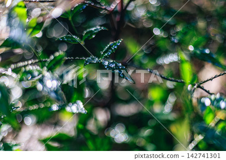 The leaves of the Nandina plant, glistening with water droplets, and the beautiful bokeh of light The leaves of the Nandina plant, glistening with water droplets, and the beautiful bokeh of light 142741301
