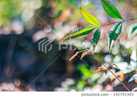 The leaves of the Nandina plant, glistening with water droplets, and the beautiful bokeh of light The leaves of the Nandina plant, glistening with water droplets, and the beautiful bokeh of light 142741305