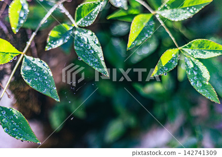 The leaves of the Nandina plant, glistening with water droplets, and the beautiful bokeh of light The leaves of the Nandina plant, glistening with water droplets, and the beautiful bokeh of light 142741309