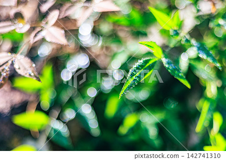 南天竹的葉片上閃爍著水珠，光線投射出美麗的散景。 142741310