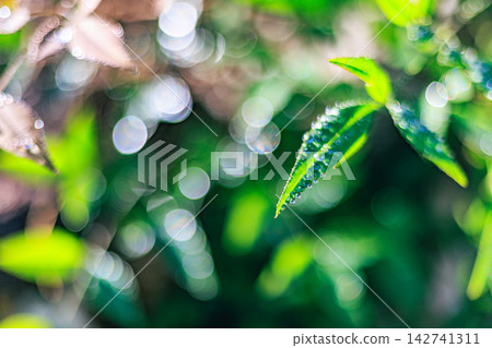 南天竹的葉片上閃爍著水珠,光線投射出美麗的散景。 南天竹的葉片上閃爍著水珠,光線投射出美麗的散景。 142741311