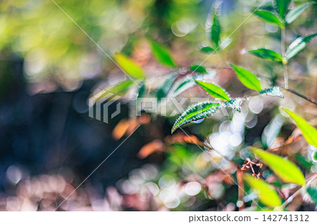 南天竹的葉片上閃爍著水珠,光線投射出美麗的散景。 南天竹的葉片上閃爍著水珠,光線投射出美麗的散景。 142741312