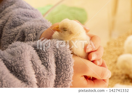A chick sleeping in a child's arms. A chick sleeping in a child's arms. 142741332