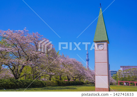 佐江音寺公園的鐘樓,矗立在櫻花樹旁。 佐江音寺公園的鐘樓,矗立在櫻花樹旁。 142741633