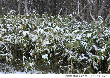 Bamboo with wrapped snow Bamboo with wrapped snow 142741676