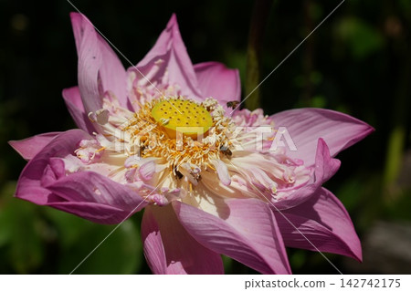 Beautiful Pink Lotus Flower with Bees Collecting Pollen Beautiful Pink Lotus Flower with Bees Collecting Pollen 142742175