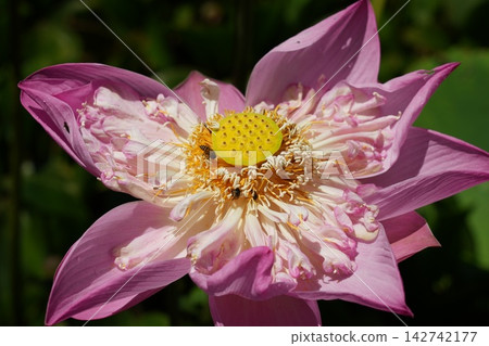 Pink Lotus Flower with Bees Gathering Pollen Pink Lotus Flower with Bees Gathering Pollen 142742177