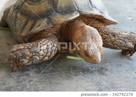 African Spurred Tortoise Eating Greenery Close Up View 142742179
