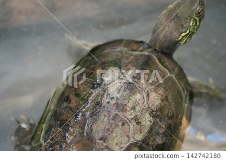 Turtle Close Up Shell Texture Animal Portrait Turtle Close Up Shell Texture Animal Portrait 142742180