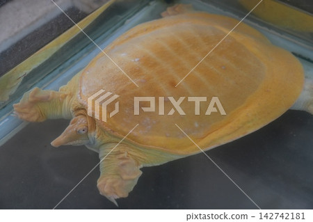 Albino Chinese Softshell Turtle in Water Enclosure Albino Chinese Softshell Turtle in Water Enclosure 142742181