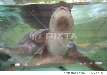Curious Fly River Turtle in Water Close Up View Curious Fly River Turtle in Water Close Up View 142742183
