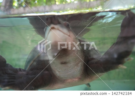 Cute Turtle Swimming Close Up Underwater View Cute Turtle Swimming Close Up Underwater View 142742184