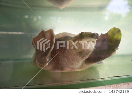 Carettochelys insculpta Funny Turtle Close Up Carettochelys insculpta Funny Turtle Close Up 142742189