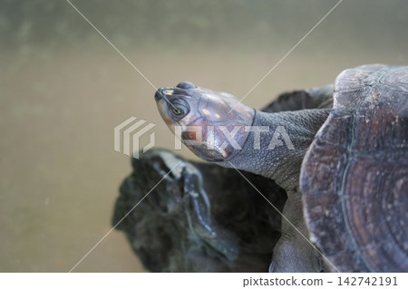 Closeup of a Smiling Turtle at the Zoo Closeup of a Smiling Turtle at the Zoo 142742191