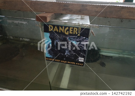 Alligator Snapping Turtle Danger Keep Hands Away 142742192