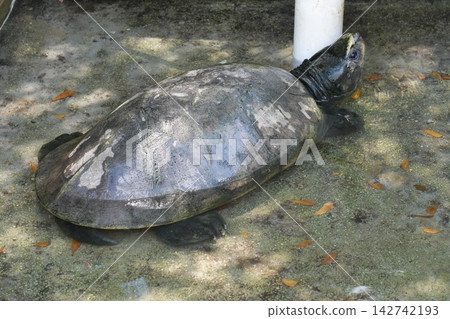 Forsten s Tortoise in Shallow Water Forsten s Tortoise in Shallow Water 142742193
