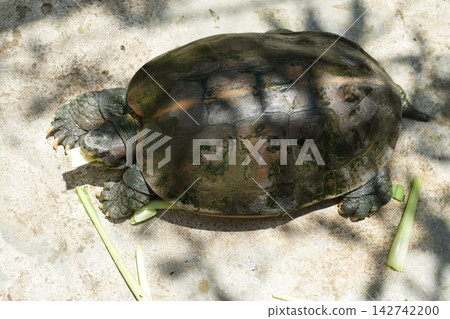 Happy Turtle Eating Fresh Greens Outdoors Happy Turtle Eating Fresh Greens Outdoors 142742200