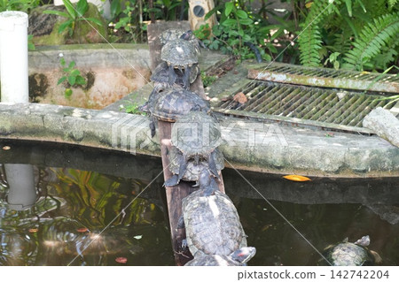 Red Eared Sliders Sunning in Pond Red Eared Sliders Sunning in Pond 142742204