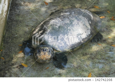 Turtle Portrait of a Black Marsh Turtle in Water Turtle Portrait of a Black Marsh Turtle in Water 142742208