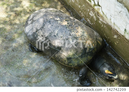 Asian Forest Tortoise in Shallow Water Reptile Wildlife Asian Forest Tortoise in Shallow Water Reptile Wildlife 142742209