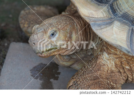 Close Up of a Beautiful African Spurred Tortoise Close Up of a Beautiful African Spurred Tortoise 142742212