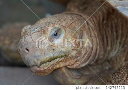 African Spurred Tortoise Portrait Reptile Close Up View 142742213