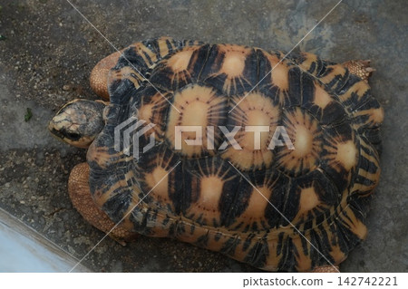 Radiated Tortoise Geochelone Radiata Close Up View Radiated Tortoise Geochelone Radiata Close Up View 142742221