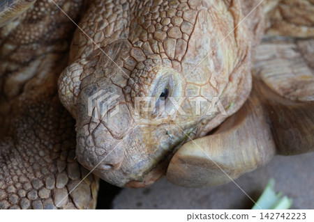 African Spurred Tortoise Closeup Reptile Wildlife Animal African Spurred Tortoise Closeup Reptile Wildlife Animal 142742223