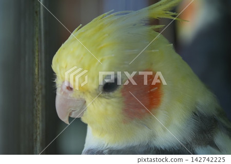 Close up of a Cockatiel Bird Head Portrait Close up of a Cockatiel Bird Head Portrait 142742225