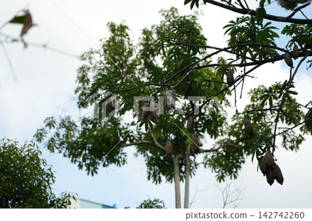 Kapok Tree Nature Scene with Fruits and Green Leaves Kapok Tree Nature Scene with Fruits and Green Leaves 142742260