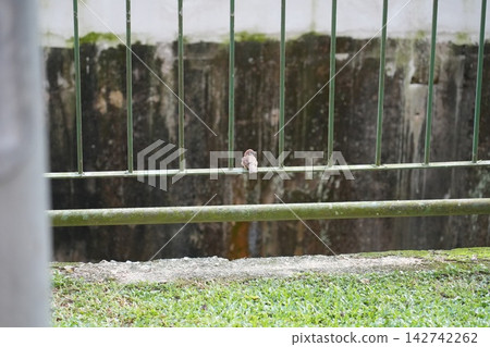 Sparrow Resting on a Metal Fence in Urban Park Setting Sparrow Resting on a Metal Fence in Urban Park Setting 142742262