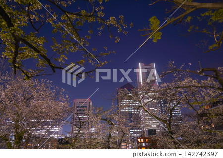 Buildings seen through the cherry blossoms at night in Kamonyama Park Buildings seen through the cherry blossoms at night in Kamonyama Park 142742397