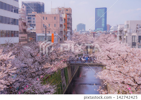A row of cherry trees in full bloom lining the streets of Nakameguro. A row of cherry trees in full bloom lining the streets of Nakameguro. 142742425