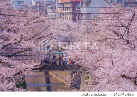 Cherry blossom trees in full bloom line the streets of Nakameguro. Cherry blossom trees in full bloom line the streets of Nakameguro. 142742426