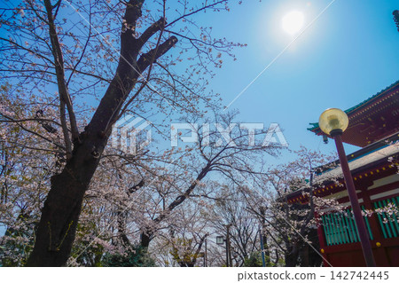 在東白樂,一棵高大的櫻花樹直插藍天,傲然挺立。 在東白樂,一棵高大的櫻花樹直插藍天,傲然挺立。 142742445