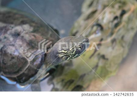 Close up of a Chinese Stripe Necked Turtle Close up of a Chinese Stripe Necked Turtle 142742635