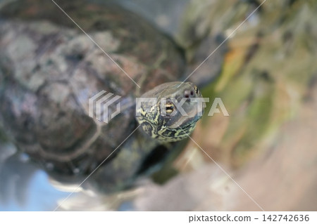Close up of a Chinese pond turtle in water Close up of a Chinese pond turtle in water 142742636