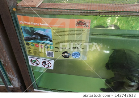 Pig Nose Flying Turtle Carettochelys Insculpta Facts Pig Nose Flying Turtle Carettochelys Insculpta Facts 142742638