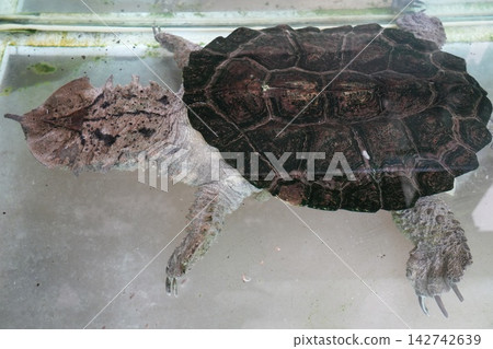 Alligator Snapping Turtle Macrochelys Temminckii Portrait Alligator Snapping Turtle Macrochelys Temminckii Portrait 142742639