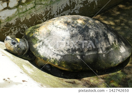 Beautiful Asian Box Turtle Resting on Concrete 142742650