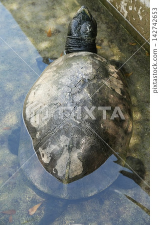 Asian Leaf Turtle in Water Nature Photography Asian Leaf Turtle in Water Nature Photography 142742653