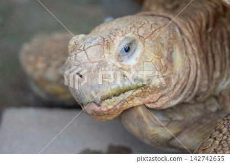 Closeup of a Beautiful African Spurred Tortoise Closeup of a Beautiful African Spurred Tortoise 142742655