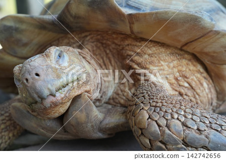 Detailed Portrait of an African Spurred Tortoise Detailed Portrait of an African Spurred Tortoise 142742656