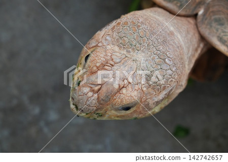 Close Up of Aldabra Giant Tortoise Head Close Up of Aldabra Giant Tortoise Head 142742657