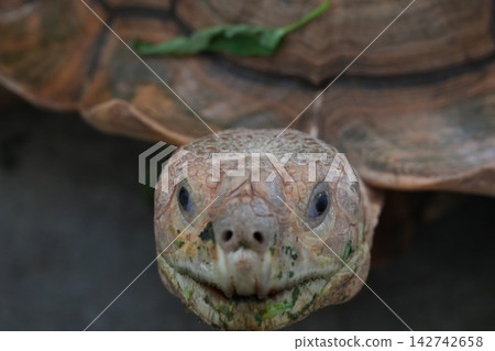 Close Up of an African Spurred Tortoise 142742658