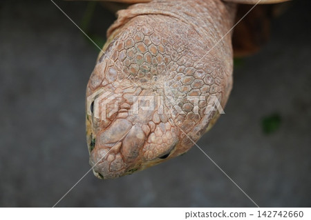 Close Up of a Tortoise Head Scales and Texture 142742660