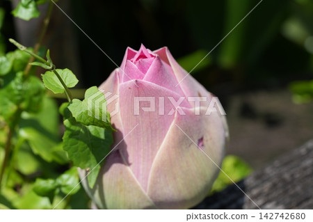 Beautiful Pink Lotus Flower Bud Close Up Photography Beautiful Pink Lotus Flower Bud Close Up Photography 142742680