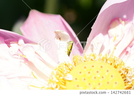 Lotus Flower with Grasshopper Delicate Beauty in Nature Lotus Flower with Grasshopper Delicate Beauty in Nature 142742681