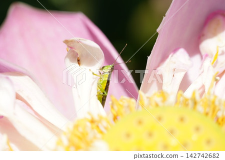 Grasshopper on Lotus Flower Pink Petals Close up Macro Grasshopper on Lotus Flower Pink Petals Close up Macro 142742682